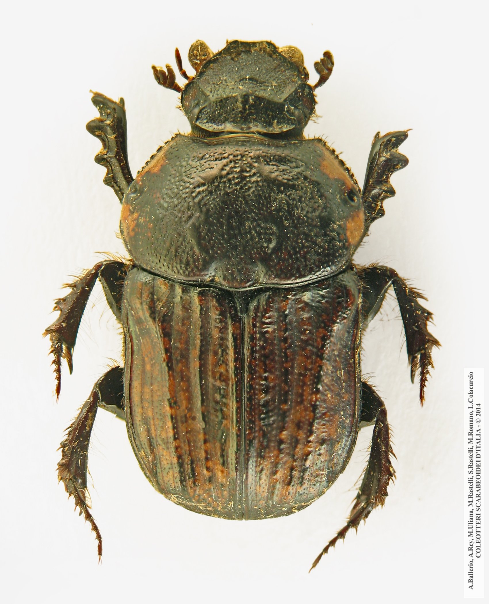 Cheironitis irroratus, femmina